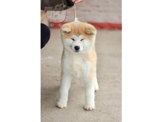 Akita Inu